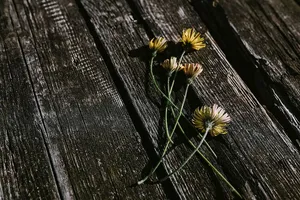 木头上的小花、铅笔和其他东西