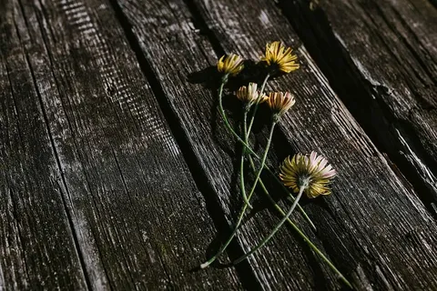木头上的小花、铅笔和其他东西 木头上的小花、铅笔和其他东西