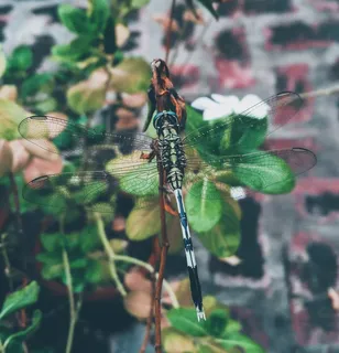 栖息在植物上的蜻蜓