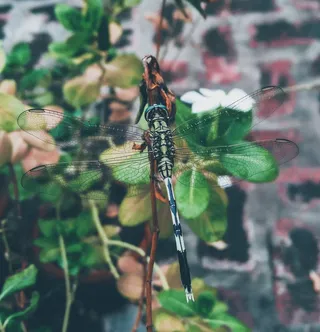 栖息在植物上的蜻蜓