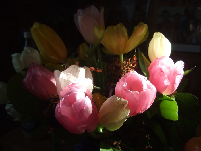 郁金香，花束，斯特劳斯，春天，红色，粉色，微红色，春天的花