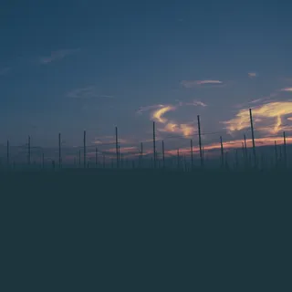 波兰，gmina oborniki，日落，wielkopolska，葡萄酒种植，夏季日落，波尔斯卡，葡萄酒