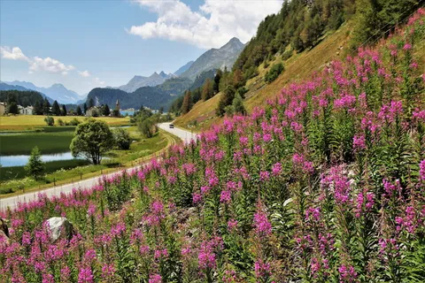 阿尔卑斯山,全景,草地,风景,鲜花盛开,村庄,山脉,山谷 阿尔卑斯山,全景,草地,风景,鲜花盛开,村庄,山脉,山谷