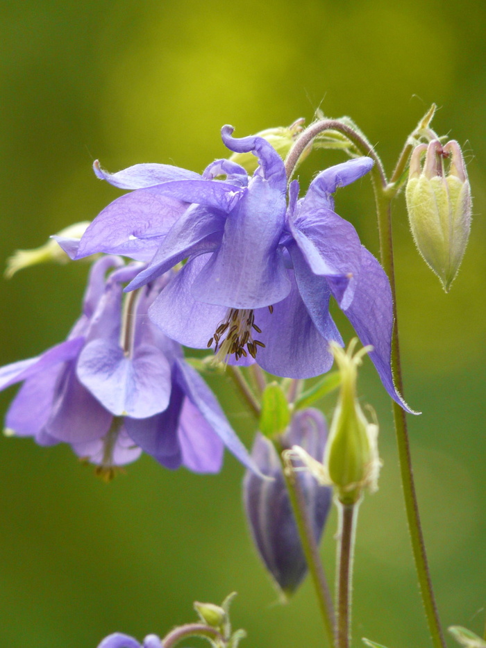 Common，Columbine，Flower，Common akelei，Columbine，Flower，bloom，bloom，plant