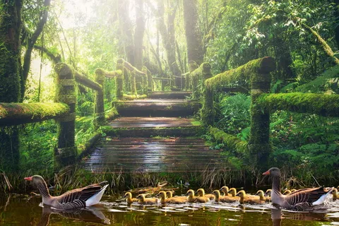 公园、池塘、鸭子、自然、树木、风景、多彩、植物