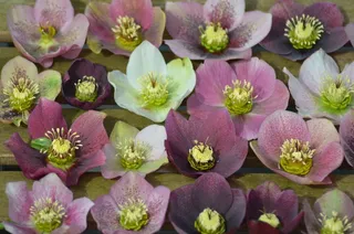 植物，hellebore，花，植物群，多年生，开花植物，新鲜度，脆弱性