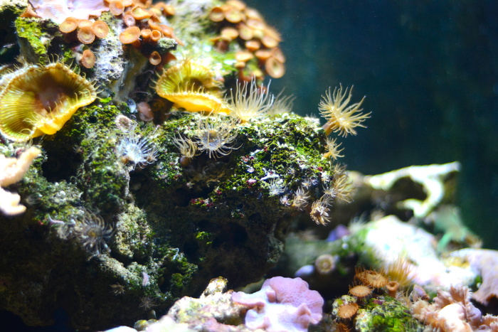 海珊瑚摄影，珊瑚，海，水下，海洋，水族馆，珊瑚，海，潜水