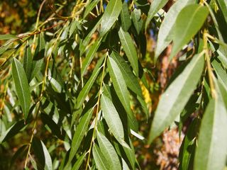 叶子, 自然, 公园, 植物, 生态, 绿色, 分支机构, 环境