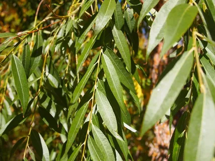 叶子, 自然, 公园, 植物, 生态, 绿色, 分支机构, 环境 叶子, 自然, 公园, 植物, 生态, 绿色, 分支机构, 环境