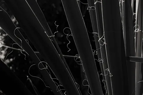 丝兰、光、影、简洁、图形、单色、极简主义、特写