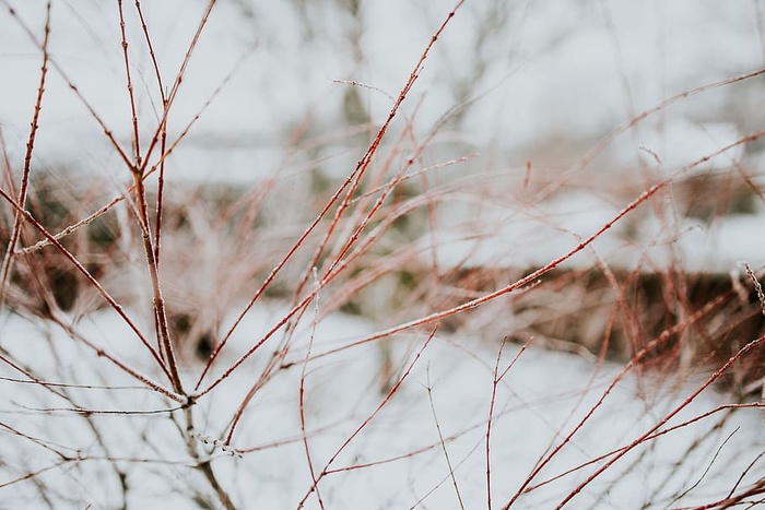 雪树特写