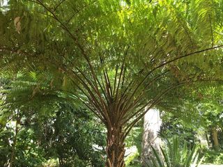 澳大利亚，hervey bay，hervey bay植物园，蕨类植物，自然，树木，植物，生长