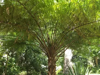 澳大利亚，hervey bay，hervey bay植物园，蕨类植物，自然，树木，植物，生长