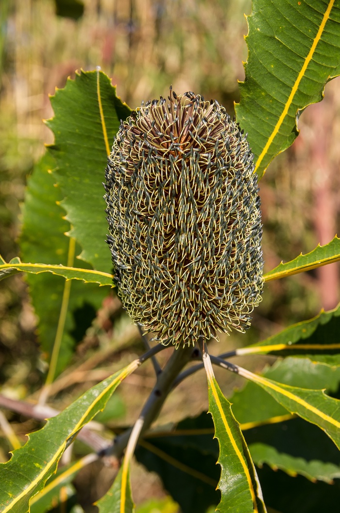 banksia，花，种子，澳大利亚，天然，绿色，植物，叶