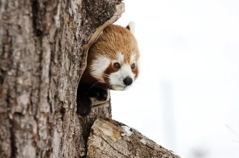 红色, 熊猫, 树, 小熊猫, 中国熊猫, 冬天, 动物园, 冷 红色, 熊猫, 树, 小熊猫, 中国熊猫, 冬天, 动物园, 冷