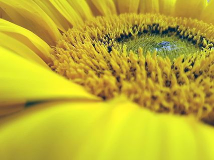 黄色，花，太阳，向日葵，特写，自然，植物群，动物群