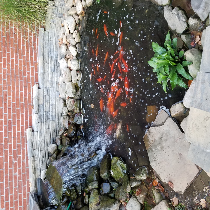 自然, 没有人, 白天, 高角度视图, 热-温度, 食物和饮料, 食物, 鱼