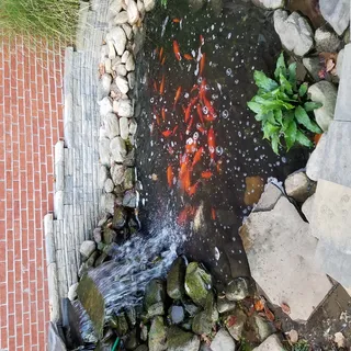 自然, 没有人, 白天, 高角度视图, 热-温度, 食物和饮料, 食物, 鱼