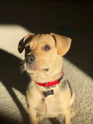 狗，宠物，可爱，狗，哺乳动物，坐，小狗，宠物