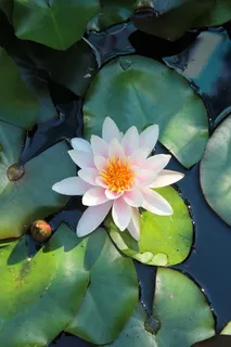 粉色,莲花,莲花荚,睡莲,花朵,水生植物,睡莲,花朵 粉色,莲花,莲花荚,睡莲,花朵,水生植物,睡莲,花朵