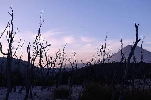 无叶树木的景观摄影 无叶树木的景观摄影