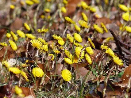 Tussilago Farfara, 花, 开花, 黄色, tussilago, 复合材料, 菊科