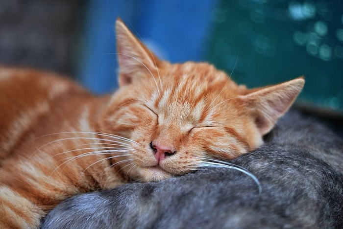 沉睡的橙色斑猫