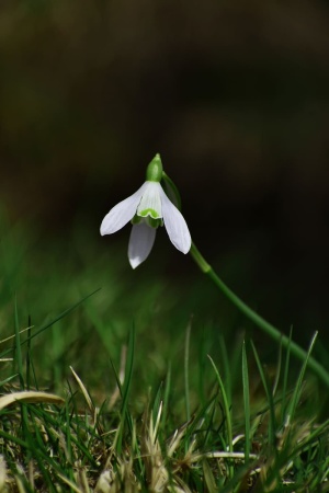 白雪莲花