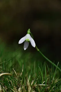 白雪莲花 白雪莲花