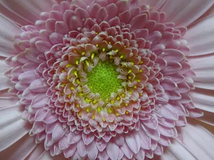 非洲菊, 花, 花园, 自然, 花瓣, 植物, 多彩, 菊科 非洲菊, 花, 花园, 自然, 花瓣, 植物, 多彩, 菊科