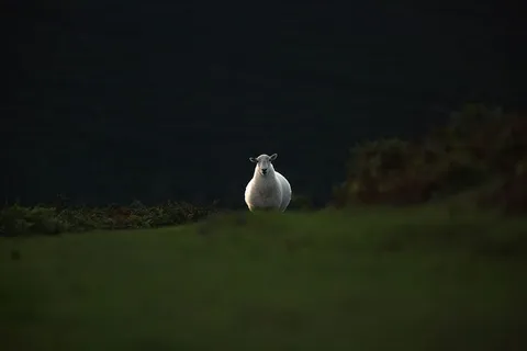 深色，绿色，草地，高地，风景，风景，绵羊，公羊