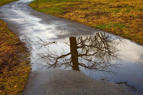 美国，印第安纳波利斯，水，雨，树，森林，公园，小路