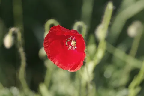 罂粟,花,草地,绿色,草,绿色,草,自然,红色 罂粟,花,草地,绿色,草,绿色,草,自然,红色