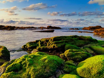 摩洛哥、mohammédia、boulevard hassan ii、春季、夏季、自然、绿色、mohammedia