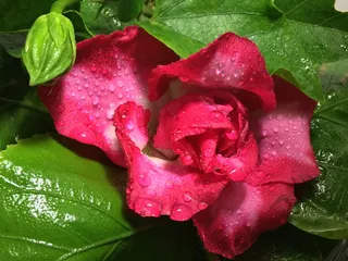 植物，纸莎草纸，绿色植物，自然，片状植物，肉质花，纸莎草，绿叶