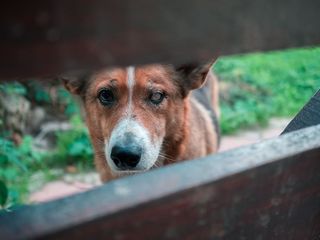 棕色和黑色短毛大狗