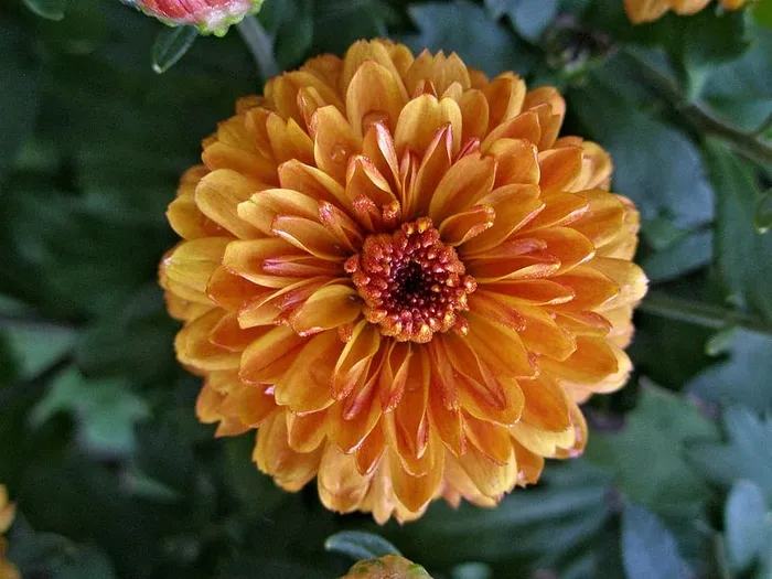 美丽的焦橙色蓬蓬秋菊