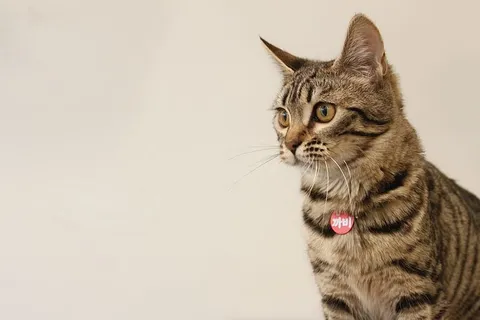 规则,第三张照片,灰色,斑猫,猫,孟加拉,猫,宠物,婴儿 规则,第三张照片,灰色,斑猫,猫,孟加拉,猫,宠物,婴儿