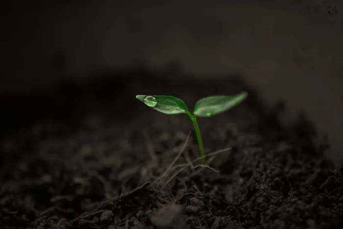 绿色, 成长, 长大, 植物, 雨, 单, 奇异, 土壤