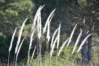 潘帕斯之花，自然，羽毛掸子，草地，停车场，森林，草，植物