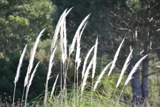 潘帕斯之花，自然，羽毛掸子，草地，停车场，森林，草，植物