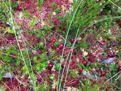 沼泽、蔓越莓、天然、多彩、维生素、健康、浆果、植物