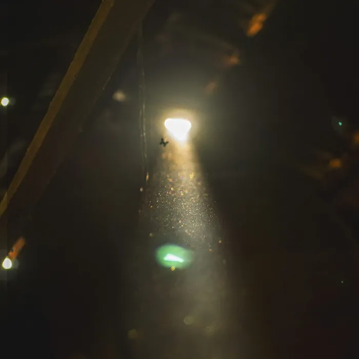 蝴蝶，蝴蝶，昆虫，苍蝇，阳光，光线，阳光，光