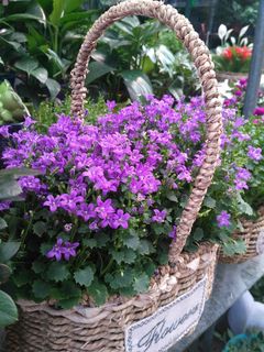 花,太阳,编织藤,开花植物,植物,自然之美,脆弱,脆弱 花,太阳,编织藤,开花植物,植物,自然之美,脆弱,脆弱