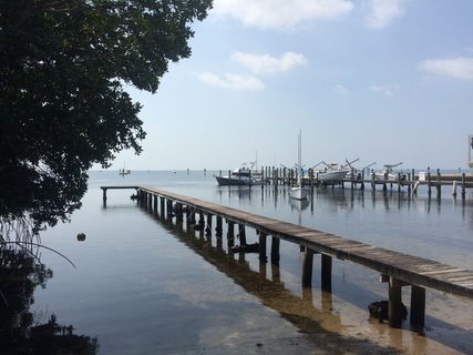 美国迈阿密，巴士aye bay，水，天空，树，码头，自然