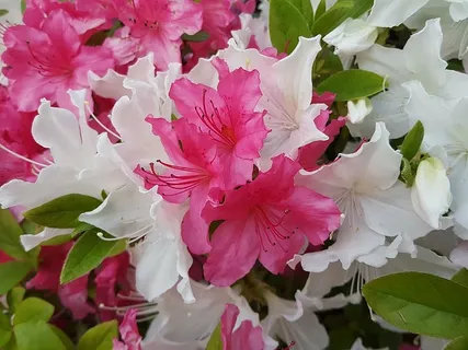 杜鹃花,背面视频制作,一起,花,开花植物,花瓣,新鲜,脆弱 杜鹃花,背面视频制作,一起,花,开花植物,花瓣,新鲜,脆弱