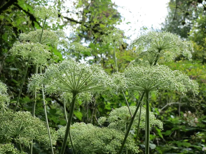 当归, 野生当归, 野花, 植物区系, 花序, 植物学, 植物, 物种