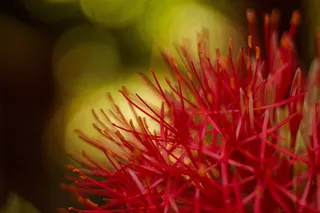 花卉，花店，花卉市场，花冠，背景，背景，谷歌，红色
