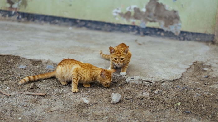猫、宠物、动物、模糊、外部、岩石、哺乳动物、动物主题