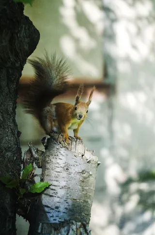 照片，松鼠，树枝，树，动物，红色，自然，野生
